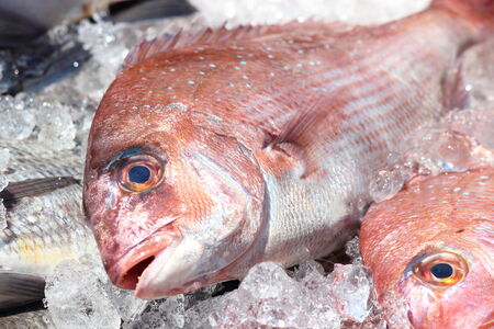 Sea bream