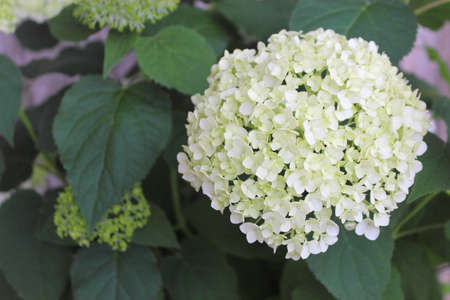 hydrangea