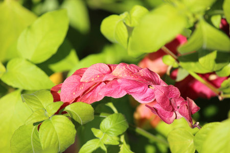 Shrimp plant