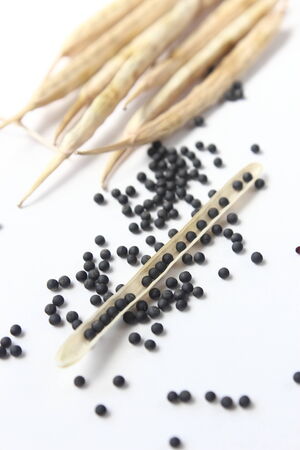 flower of canola seddの写真素材