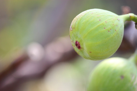 fig