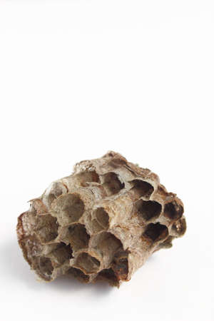 Bee hiveの写真素材