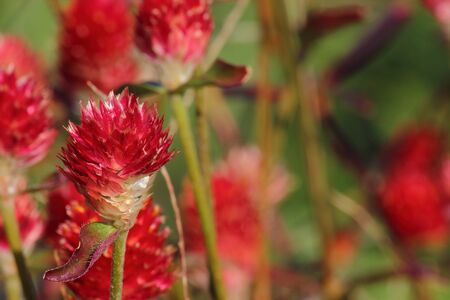 globe amaranth
