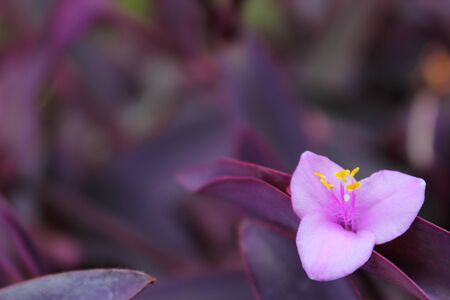 Purple heartの写真素材