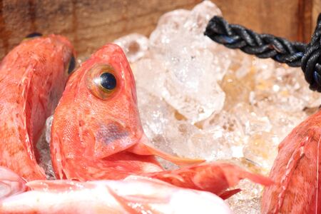 Beryx splendensの写真素材