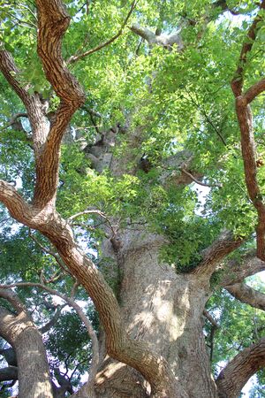 camphor
