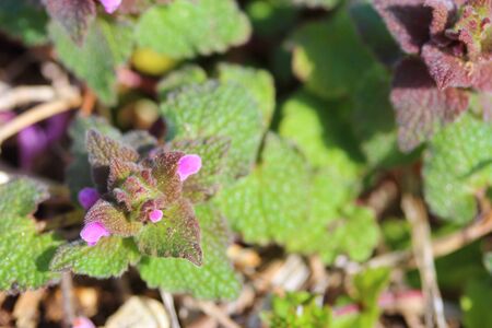 Princess nettle