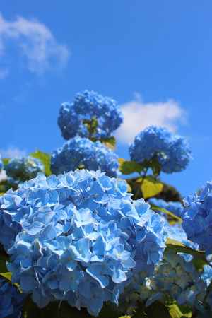 Hydrangeaの写真素材