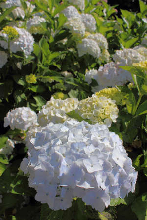 Hydrangea