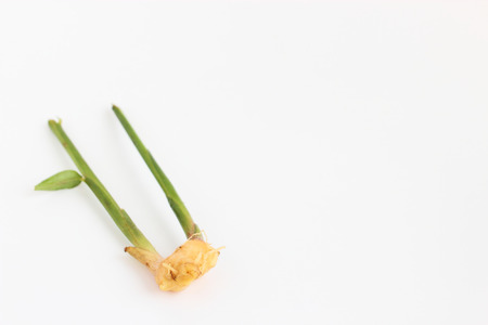 Gingerの写真素材