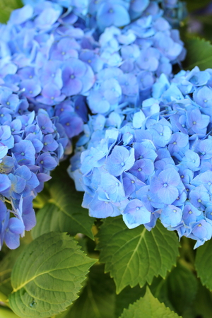 Hydrangeaの写真素材