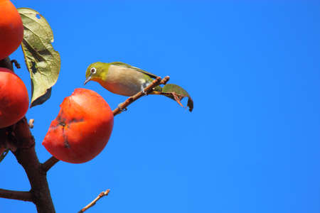 Japanese white-eye birdの写真素材