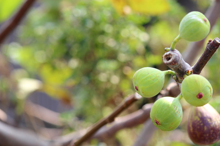 green unripe fig
