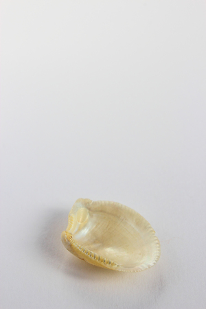 conch