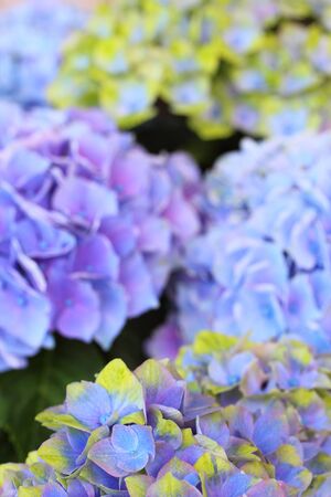western hydrangeaの写真素材