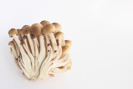 A lot of Bunashimejiの写真素材