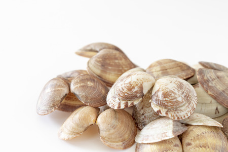 Clam shell without contentの写真素材