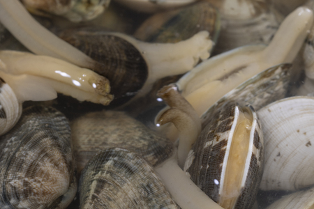 Lots of fresh clams