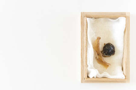 Umbilical cord in a wooden boxの写真素材