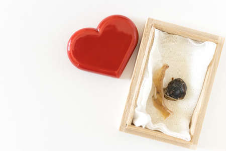 Heart figurine and umbilical cord in a wooden box