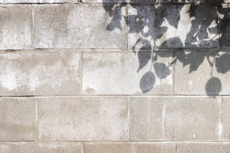 Shadows of orange leaves and concrete wallsの写真素材