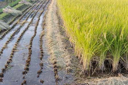 Rice fields being harvested (Autumn, Japan)の写真素材