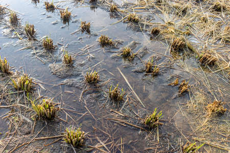 Post-harvest rice fields, traces of cutting rice ears (Autumn, Japan)の写真素材