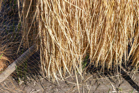 Rice fields that are dried in the sun after harvesting rice (Autumn, Japan)