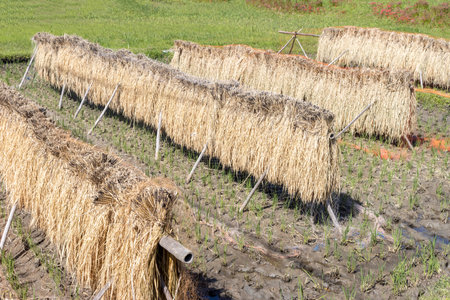 Rice fields that are dried in the sun after harvesting rice (Autumn, Japan)の写真素材