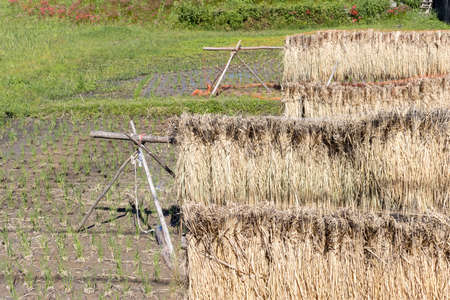 Rice fields that are dried in the sun after harvesting rice (Autumn, Japan)の写真素材