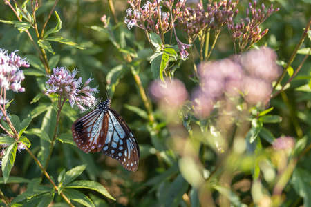 Chestnut tiger with marking and Thoroughwort (Japan, autumn, October)の写真素材
