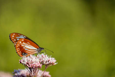 Chestnut tiger and Thoroughwort (Japan, autumn, October)の写真素材