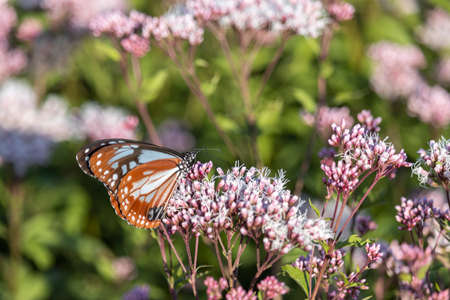 Chestnut tiger and Thoroughwort (Japan, autumn, October)の写真素材