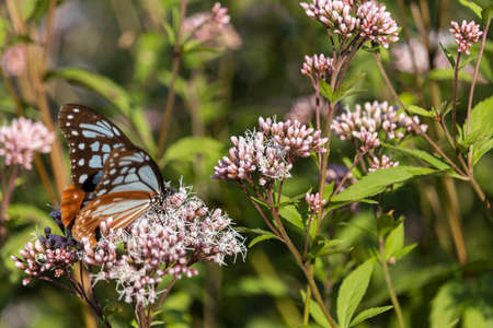 Chestnut tiger and Thoroughwort (Japan, autumn, October)の写真素材