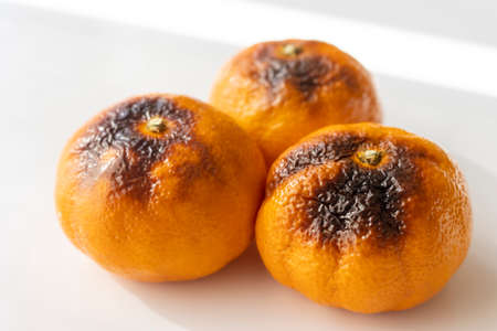 Grilled oranges taken on a white backgroundの写真素材
