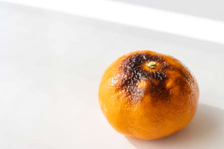 Grilled oranges taken on a white backgroundの写真素材