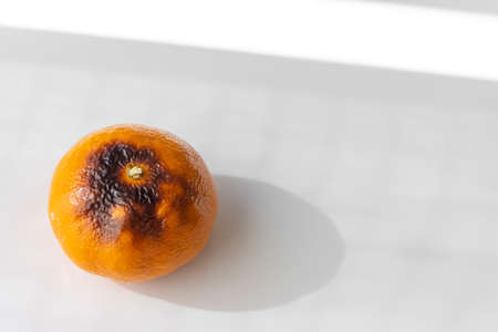Grilled oranges taken on a white backgroundの写真素材