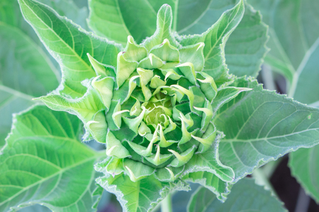 Beautiful yellow sunflowers blooming in the daytime.の写真素材