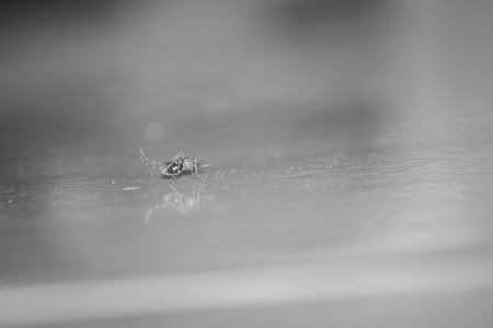 Mosquito blood full stomach on the floor tiles.の写真素材