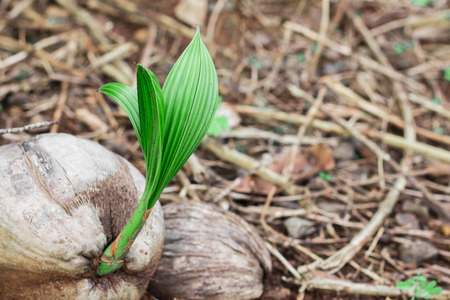 Coconut trees are emerging on the coconut during the summer.の写真素材