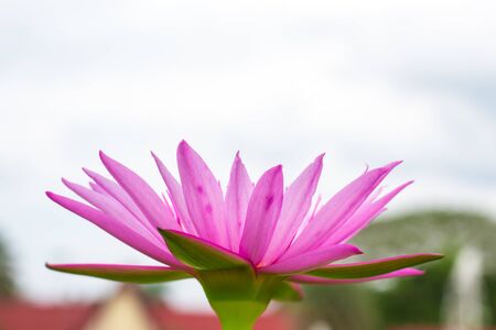 Colorful of a lotus blooming in the early seasons of nature.の写真素材