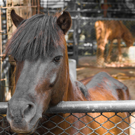Horses are in the stall during the day of summer.の写真素材