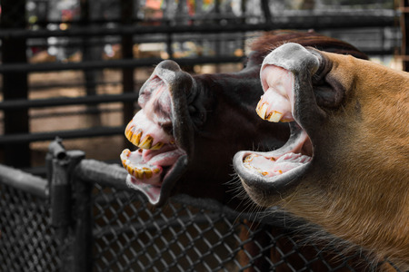 Horses waiting eat food in the farm at Thailand.の写真素材