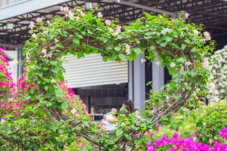 Bougainvillea garden at the heart shaped Valentine's Day.の写真素材