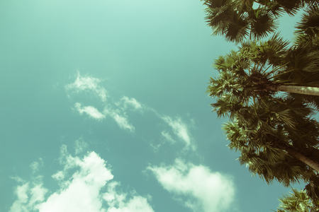 Vintage palm trees on the beach in summer.の写真素材