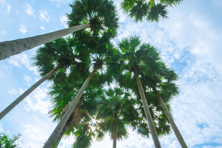 Palm trees and sky on the beach in summer.の写真素材