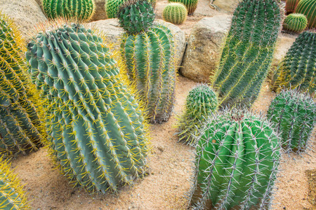 Cactus in gardens are a beautiful and natural.