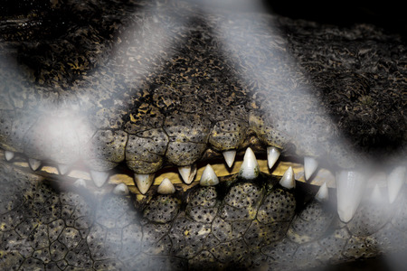 Mouth of the crocodile hunter in the cage with sharp fangs and scary.の写真素材