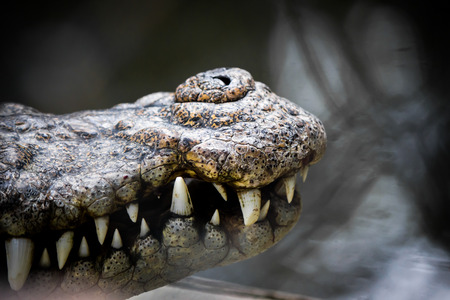 Mouth of the crocodile hunter in the cage with sharp fangs and scary.の写真素材