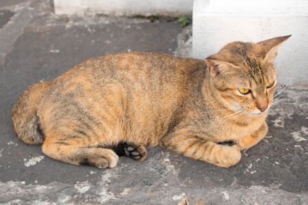 Thai cat with yellow eyes and a crescent of black eyes are looking. Cat with brown hair lying relaxing. Cat with a patterned black and brown hair.の写真素材